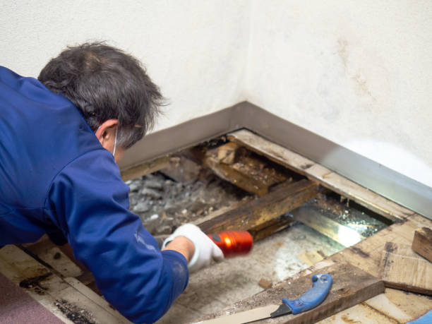 Best Water Damage Restoration  in Montgomery, MN