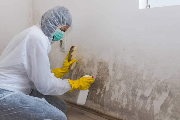 Best Affordable Mold Removal  in Montgomery, MN