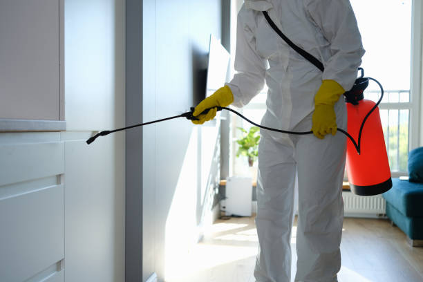 Best Mold Removal and Inspection  in Montgomery, MN