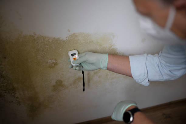 Attic Mold Removal in Montgomery, MN