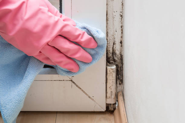 Best Attic Mold Removal  in Montgomery, MN